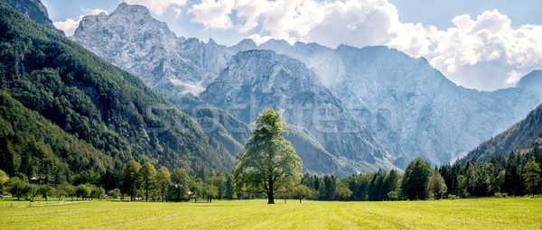 Foto d'archivio: Montagna · valle · verde · alberi · Slovenia · erba