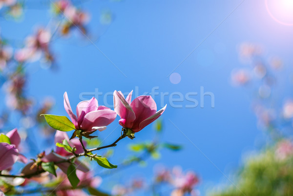 Stock photo: magnolia tree blossom
