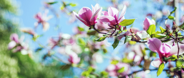 Stockfoto: Magnolia · boom · bloesem · roze · blauwe · hemel · bloem