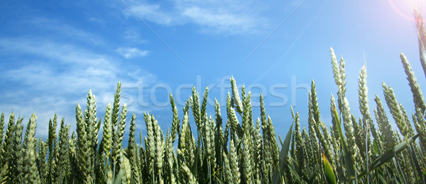 Foto stock: Verde · campo · blue · sky · nuvens · céu · primavera