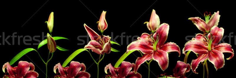 Lily Time-lapse Series Stock photo © nickp37