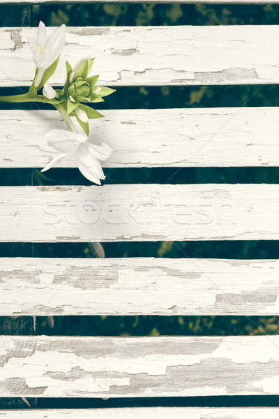 Garden Lily Over White Wooden Fence Background Stock photo © NicoletaIonescu