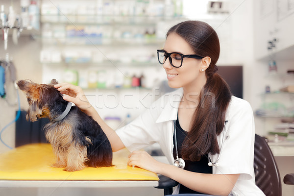 Giovani veterinario femminile medico cute cane Foto d'archivio © NicoletaIonescu