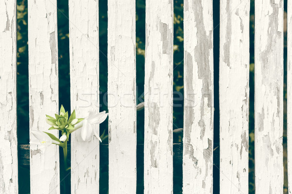 Garden Lily Over White Wooden Fence Background Stock photo © NicoletaIonescu