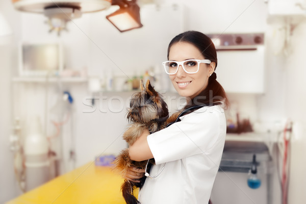 Giovani veterinario femminile medico cute cane Foto d'archivio © NicoletaIonescu