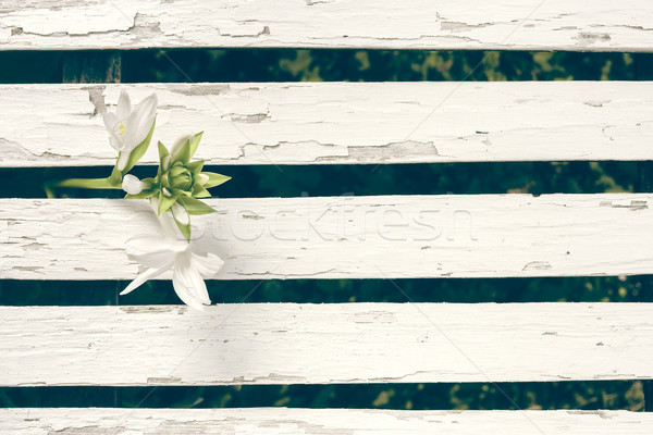 Garden Lily Over White Wooden Fence Background Stock photo © NicoletaIonescu