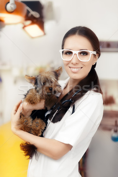 Giovani veterinario femminile medico cute cane Foto d'archivio © NicoletaIonescu
