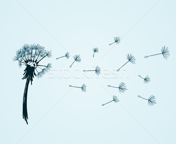 Soprar dandelion haste flor azul natureza Foto stock © nikdoorg