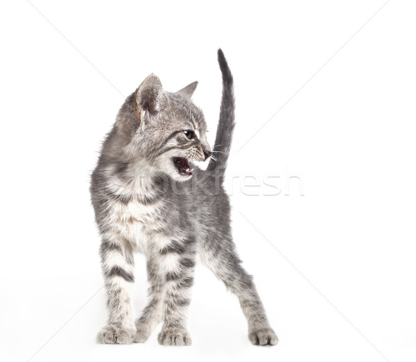 Foto stock: Pequeno · cinza · gatinho · isolado · branco · gato