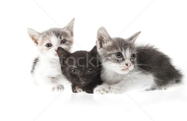 Stok fotoğraf: Küçük · kedi · yavrusu · üç · yalıtılmış · beyaz · eğlence