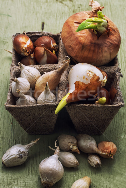 Tulipano lampadina preparato primavera natura Foto d'archivio © nikolaydonetsk