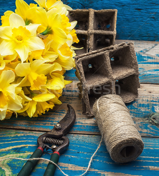 Garten Werkzeuge geschnitten Narzissen Blüte Holz Stock foto © nikolaydonetsk