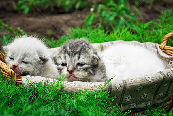 Recém-nascido gatinhos cesta gato jovem branco Foto stock © nikolaydonetsk