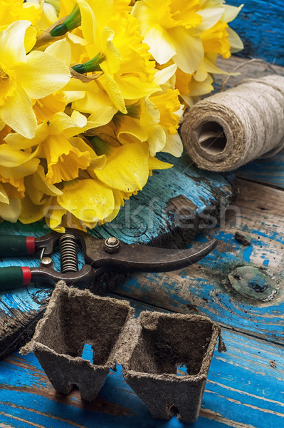 bouquet of blooming April daffodils Stock photo © nikolaydonetsk