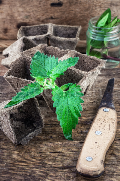 Melissa officinalis herb on wooden table top Stock photo © nikolaydonetsk