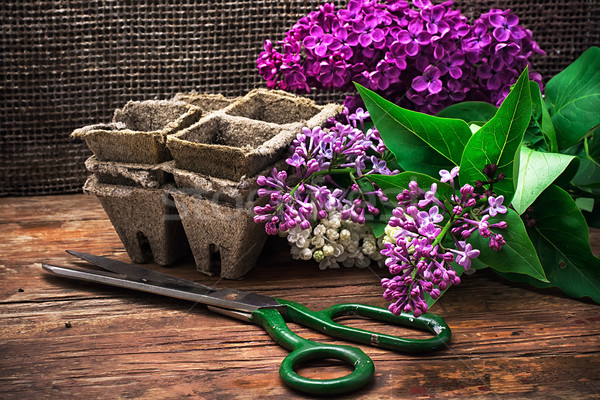 Буш сирень ароматный ножницы деревянный стол цветок Сток-фото © nikolaydonetsk