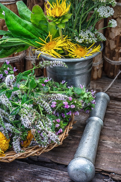 Pepermunt eeuwigdurend plant gesneden bos kers Stockfoto © nikolaydonetsk