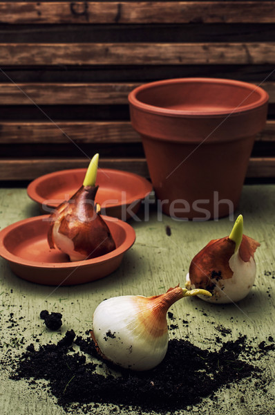 earthen pot and spring bulbs plants Stock photo © nikolaydonetsk