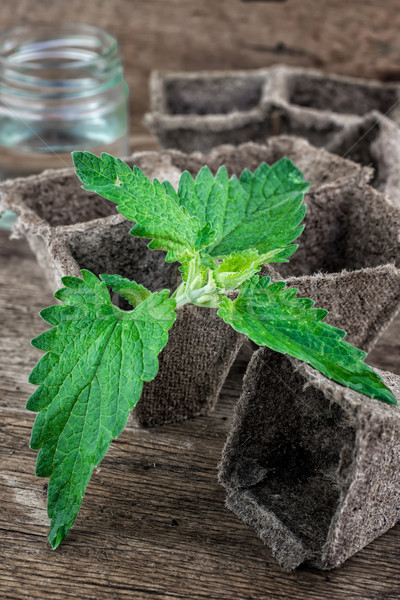 Melissa officinalis herb on wooden table top Stock photo © nikolaydonetsk
