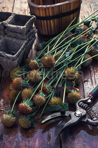 Cut autumn plants Stock photo © nikolaydonetsk