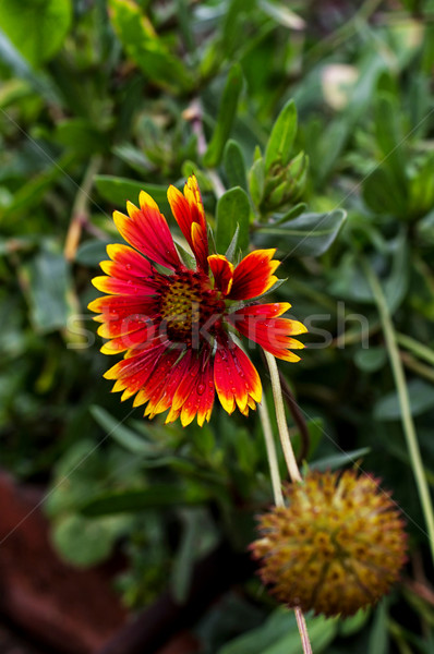 商業照片: 夏季花卉 · 場 · 美麗 · 光明 · 草 · 性質