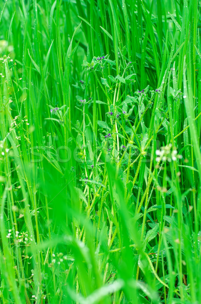 Primăvară peluză natural tapet luncă iarbă Imagine de stoc © nikolaydonetsk