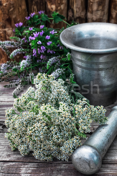 Peppermint is perennial herbaceous plant Stock photo © nikolaydonetsk