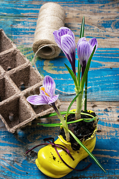 Fleur crocus élégant jaune chaussures pourpre Photo stock © nikolaydonetsk