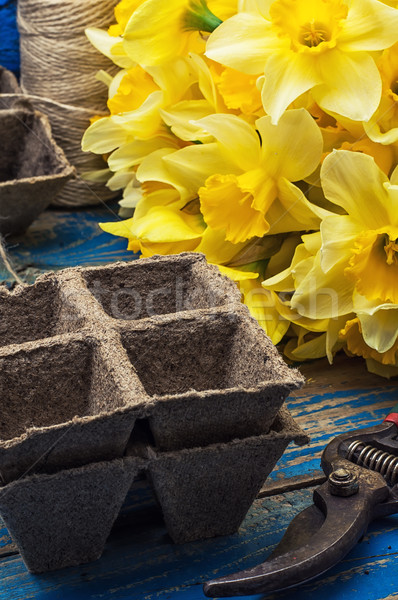 bouquet of blooming April daffodils Stock photo © nikolaydonetsk