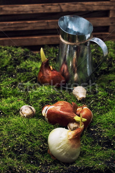 seeds of bulbous plants Stock photo © nikolaydonetsk