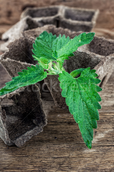 Melissa officinalis herb on wooden table top Stock photo © nikolaydonetsk