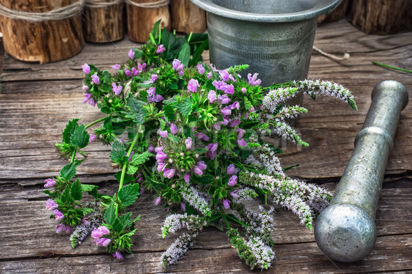 Foto d'archivio: Menta · piperita · perenne · impianto · taglio · ciliegio