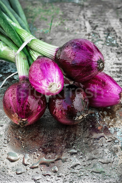 beam harvest colored onions Stock photo © nikolaydonetsk