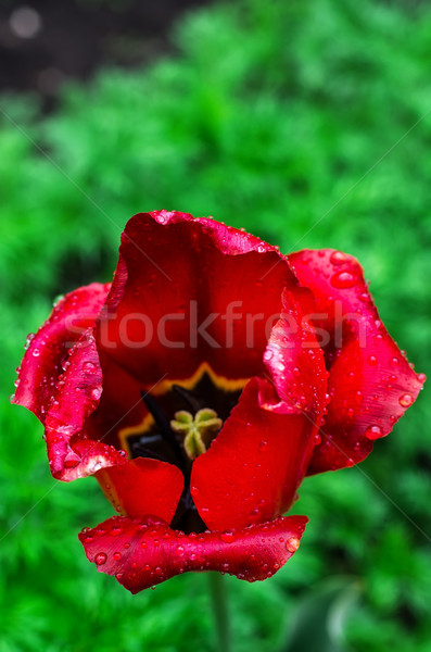 faded tulip Stock photo © nikolaydonetsk