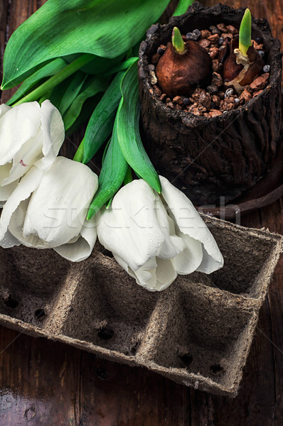 Tulipani bianco fresche taglio natura giardino Foto d'archivio © nikolaydonetsk