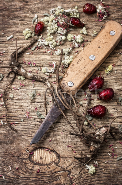 medicinal herbs and roots Stock photo © nikolaydonetsk