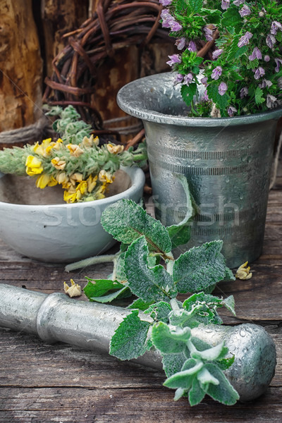 Stock photo: Peppermint is perennial herbaceous plant