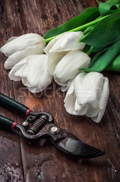 Tulipani bianco fresche taglio natura giardino Foto d'archivio © nikolaydonetsk