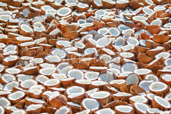 Nucă de cocos recoltare afara usuce Imagine de stoc © nilanewsom