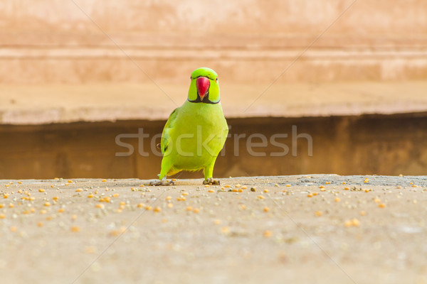 Zöld papagáj Észak-India piros trópusi indiai Stock fotó © nilanewsom