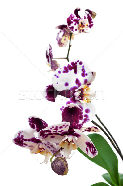 polka dot Phalaenopsis orchid Stock photo © nito