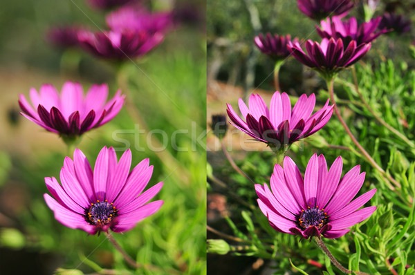 photos of purple flowers shot with different apertures Stock photo © nito