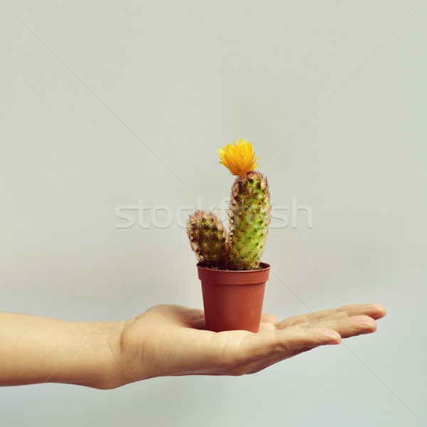 young man with a cactus in his hand Stock photo © nito