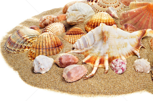 Stock photo: sea shells on the sand