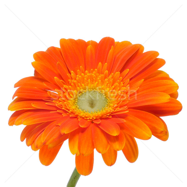 gerbera daisy Stock photo © nito