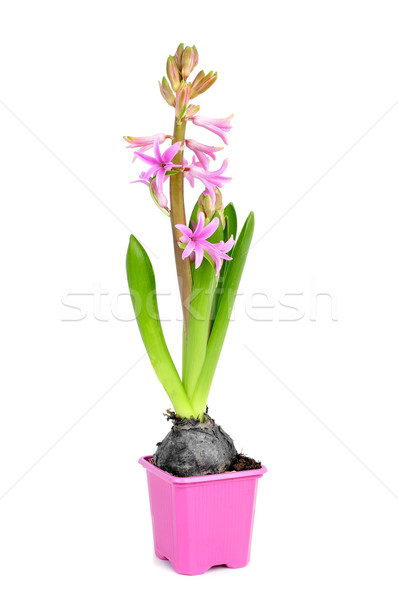 pink hyacinth plant Stock photo © nito