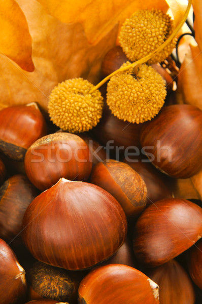 chestnuts and autumn leaves Stock photo © nito