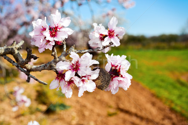 almond tree in full bloom Stock photo © nito