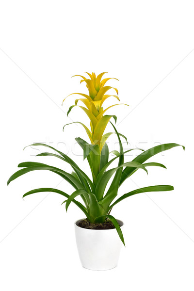 yellow Bromeliad Guzmania plant Stock photo © nito