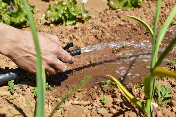 irrigating an organic orchard Stock photo © nito